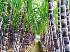 假药肥“谷歌”使广西数千亩甘蔗减产或绝收