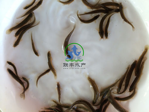 广州联丰水产规格均匀的台湾泥鳅苗