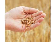 ◆成义诚【大量收购】小麦、油糠、黄豆、豆粕、棉粕