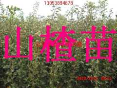 山楂苗，山东山楂苗，山楂树苗，山东山楂树苗价格图1