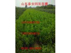 桃树苗，山东桃树苗，山东桃树苗价格图1