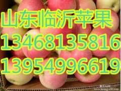 供应山东苹果嘎啦苹果美八苹果红星苹果山东红富士苹果图1