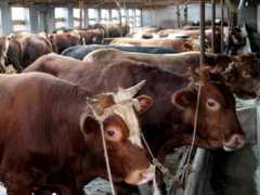 农业部支持肉牛养殖 中央财政将出资