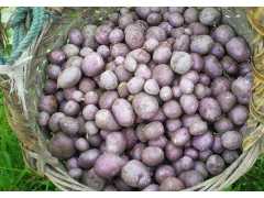 供应紫色土豆，无公害有机蔬菜图1