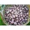供应紫色土豆，无公害有机蔬菜