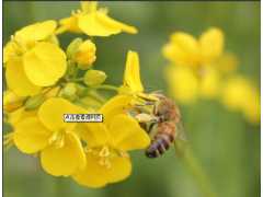 常年提供纯野生蜂蜜图3