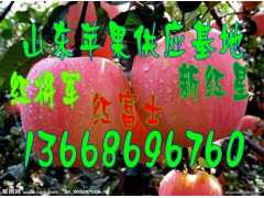 山东优质红富士苹果供应沂蒙山红富士苹果批发交易市场图1