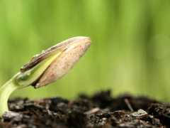 种子处理剂将成全球农化业务有力增长点