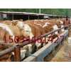 山西农村养殖合作社急售肉牛免费运输