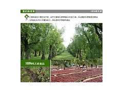 2014红枣农家自产销售欢迎选购图3