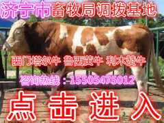 西门塔尔牛犊价格图3