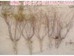 出售一米高柽柳小苗，多分支柽柳苗图2