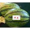 早生糖王900-最有潜力的高糖早熟西瓜新品种种子