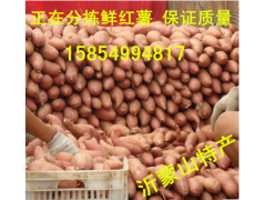 鲜红薯 地瓜 窖藏红薯 保证质量 诚信经营 山东临沂图3