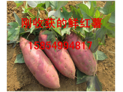 鲜红薯 地瓜 窖藏红薯 保证质量 诚信经营 山东临沂图2