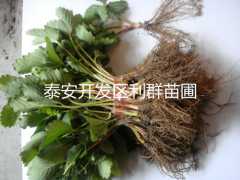 优质草莓苗 山东草莓苗价格 草莓苗批发价格图2