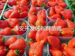 优质草莓苗 山东草莓苗价格 草莓苗批发价格图3