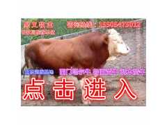 西门塔尔小牛价格图2