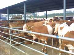 供应肉牛、小牛犊、架子牛、鲁西黄牛图1