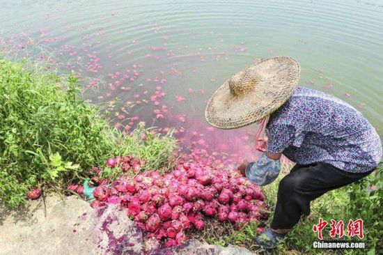 图为农妇将腐坏的火龙果倒入渔塘。