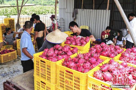 图为7月3日，广东佛山一火龙果种植场，员工们卸载刚摘下来的火龙果。