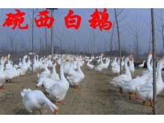 鹅苗价格|鹅苗批发|鹅苗供应|鹅苗出售图2