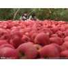 产地大量供应各种苹果 威县成梁水果种植专业合作社