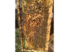 长年出售中蜜蜂 质量好.成都-温江电话13688086879图1
