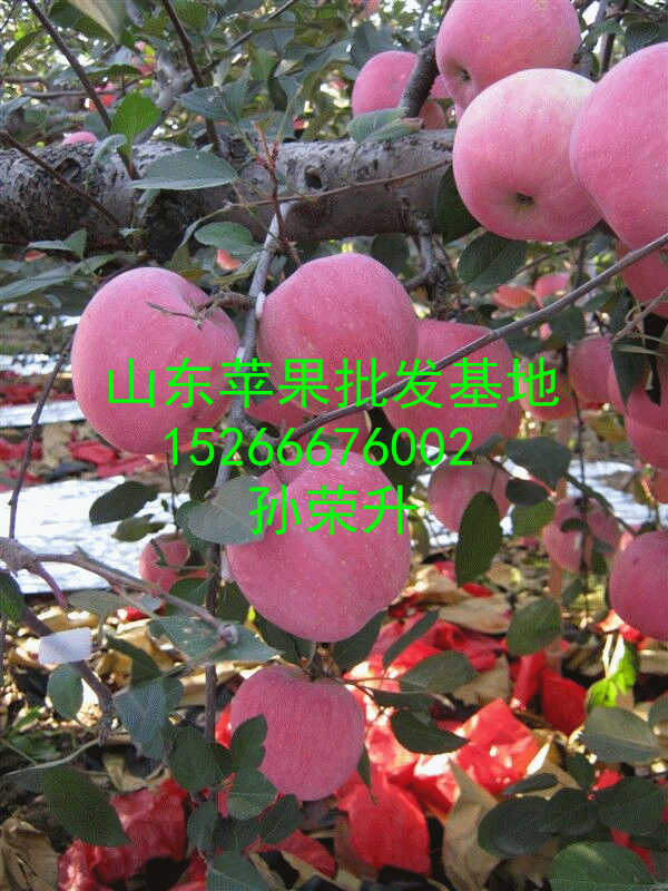 QQͼƬ20150805071916_����