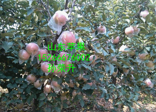 QQͼƬ20141002100103_����