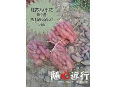 夏津地瓜地瓜图1