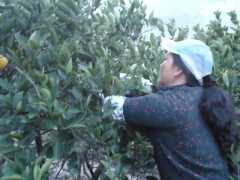 常山特产 常山胡柚 柚子和衢州椪柑 芦柑 柑橘大量供应图2