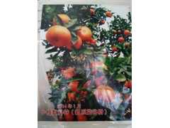 河池哪里有优质果苗批发呢？图3