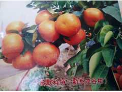 河池哪里有优质果苗销售？图2