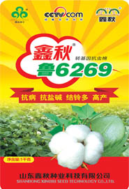 供应棉花种子 鑫秋鲁6269 棉花良种 农作物种子 大田作物