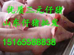 山东盛兴仔猪果蔬批发中心图2
