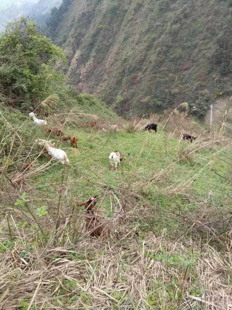 出售山羊，原始养殖方法，绝对生态健康