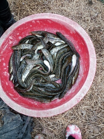 河南郑州黄河鲶鱼良种繁育场供应产品黄河鲶鱼苗鲤鱼苗草鱼苗