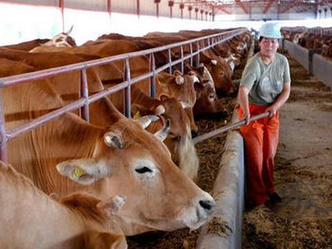 山西肉牛犊山西肉牛品种山西养殖场