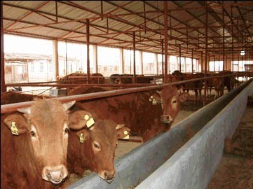 肉牛价格肉牛品种肉牛养殖场