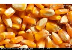 采购高粱、玉米、小（曲）麦、大米、稻谷、大豆等原材料图1