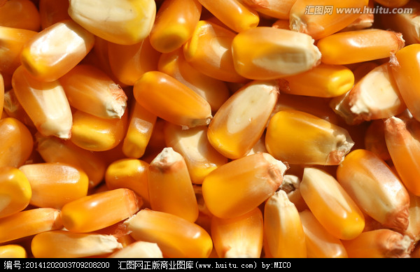 采购高粱、玉米、小（曲）麦、大米、稻谷、大豆等原材料