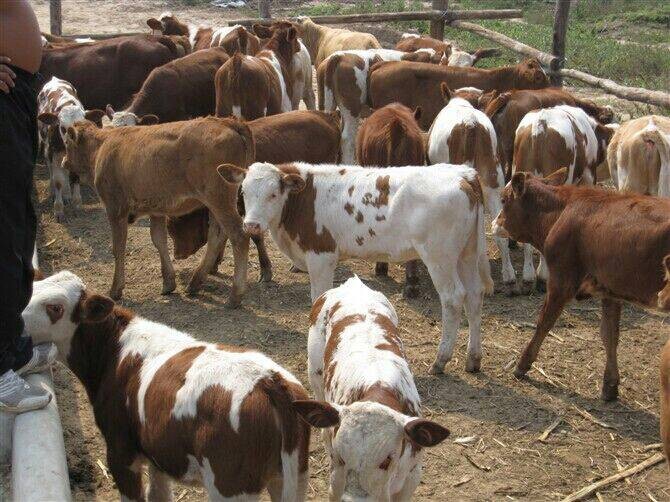 山西肉牛忻州肉牛肉牛行情肉牛品种改良肉牛繁育肉牛