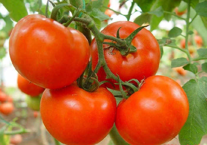 大量供应番茄