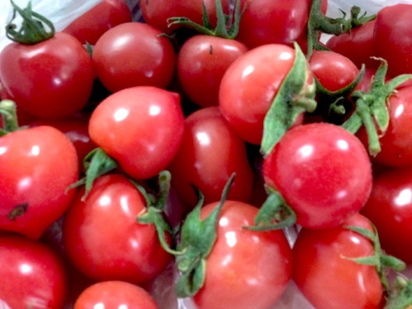 山东西红柿生产基地大量上市
