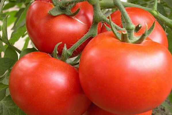 大量供应以色列大红番茄