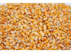 采购高粱、玉米、小麦、大（糯）米、稻谷、大豆等原材料图1