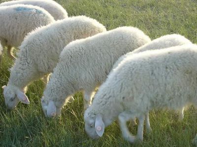 山东纯种小尾寒羊养殖场多胎小尾寒羊品种小尾寒羊种羊价格