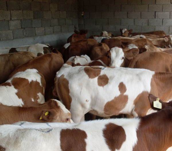 供2015年养殖肉牛 利木赞牛母牛 梁山母牛基地
