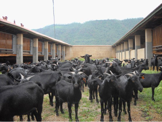 春季黑山羊养殖技术产后黑山羊价格